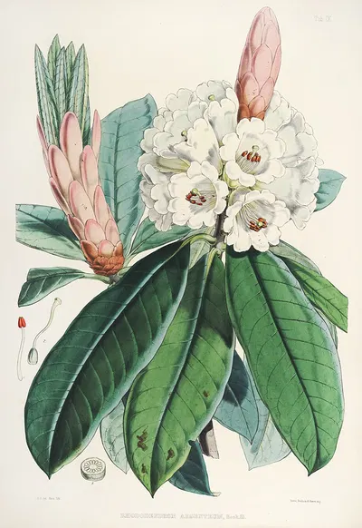 The Rhododendrons of Sikkim-Himalaya Pl.09 by Walter Hood Fitch, 1849-1851 — digital art print download