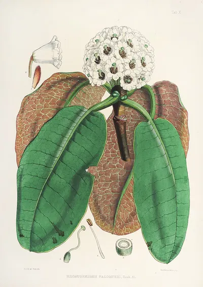 The Rhododendrons of Sikkim-Himalaya Pl.10 by Walter Hood Fitch, 1849-1851 — digital art print download