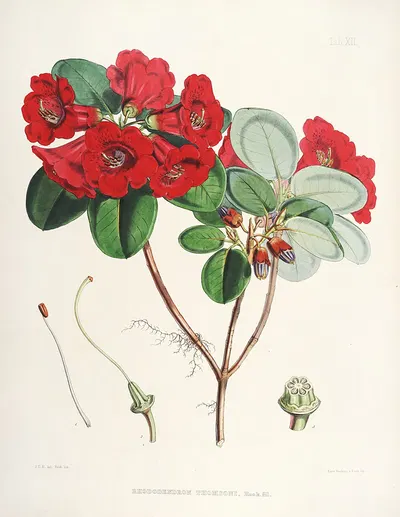 The Rhododendrons of Sikkim-Himalaya Pl.12 by Walter Hood Fitch, 1849-1851 — digital art print download