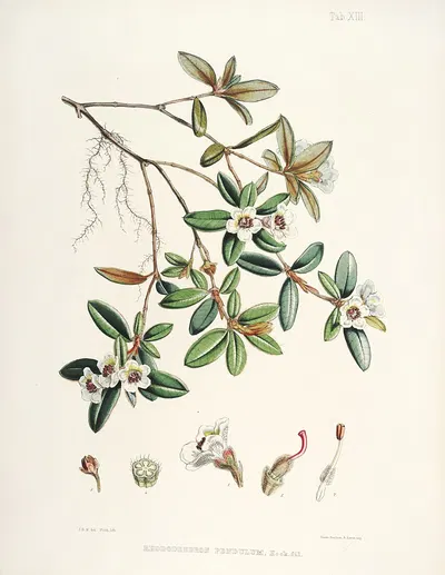The Rhododendrons of Sikkim-Himalaya Pl.13 by Walter Hood Fitch, 1849-1851 — digital art print download