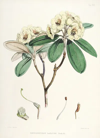 The Rhododendrons of Sikkim-Himalaya Pl.16 by Walter Hood Fitch, 1849-1851 — digital art print download