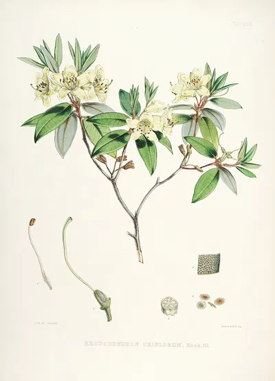 The Rhododendrons of Sikkim-Himalaya Pl.19 by Walter Hood Fitch, 1849-1851 — digital art print download