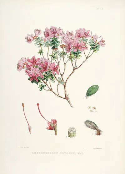 The Rhododendrons of Sikkim-Himalaya Pl.20 by Walter Hood Fitch, 1849-1851 — digital art print download