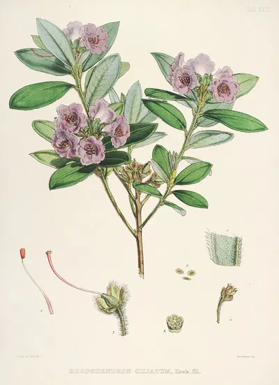 The Rhododendrons of Sikkim-Himalaya Pl.24 by Walter Hood Fitch, 1849-1851 — digital art print download