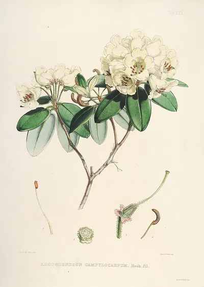 The Rhododendrons of Sikkim-Himalaya Pl.30 by Walter Hood Fitch, 1849-1851 — digital art print download