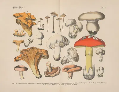 Lehrbuch der praktischen Pflanzenkunde in Wort und Bild Pl.03 by Carl Hoffmann — digital art print download