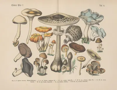 Lehrbuch der praktischen Pflanzenkunde in Wort und Bild Pl.04 by Carl Hoffmann — digital art print download