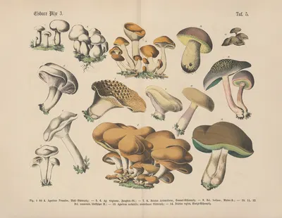 Lehrbuch der praktischen Pflanzenkunde in Wort und Bild Pl.05 by Carl Hoffmann — digital art print download