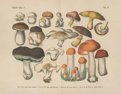 Lehrbuch der praktischen Pflanzenkunde in Wort und Bild Pl.06 by Carl Hoffmann — digital art print download