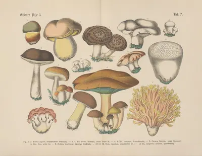 Lehrbuch der praktischen Pflanzenkunde in Wort und Bild Pl.07 by Carl Hoffmann — digital art print download