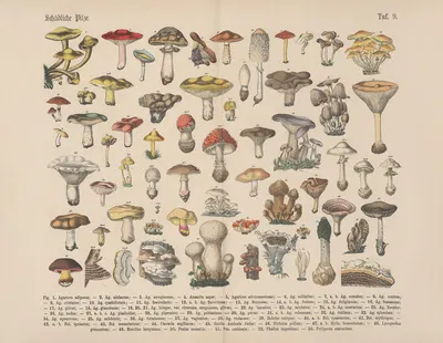 Lehrbuch der praktischen Pflanzenkunde in Wort und Bild Pl.09 by Carl Hoffmann — digital art print download