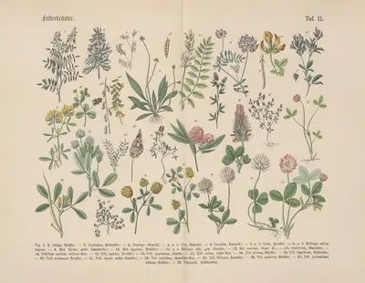 Lehrbuch der praktischen Pflanzenkunde in Wort und Bild Pl.11 by Carl Hoffmann — digital art print download