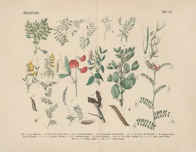Lehrbuch der praktischen Pflanzenkunde in Wort und Bild Pl.12 by Carl Hoffmann — digital art print download