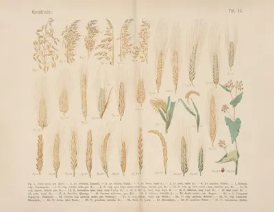Lehrbuch der praktischen Pflanzenkunde in Wort und Bild Pl.13 by Carl Hoffmann — digital art print download
