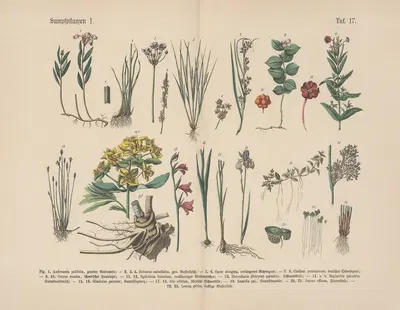 Lehrbuch der praktischen Pflanzenkunde in Wort und Bild Pl.17 by Carl Hoffmann — digital art print download