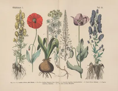 Lehrbuch der praktischen Pflanzenkunde in Wort und Bild Pl.19 by Carl Hoffmann — digital art print download