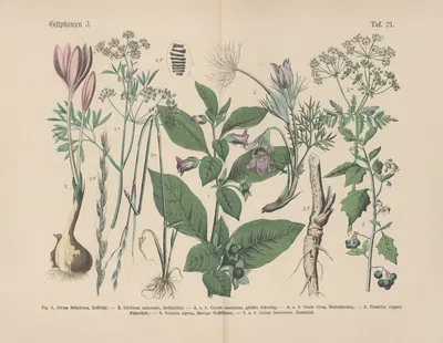 Lehrbuch der praktischen Pflanzenkunde in Wort und Bild Pl.21 by Carl Hoffmann — digital art print download