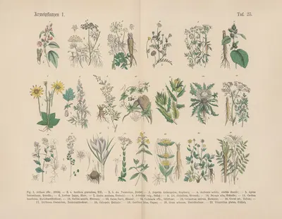 Lehrbuch der praktischen Pflanzenkunde in Wort und Bild Pl.25 by Carl Hoffmann — digital art print download