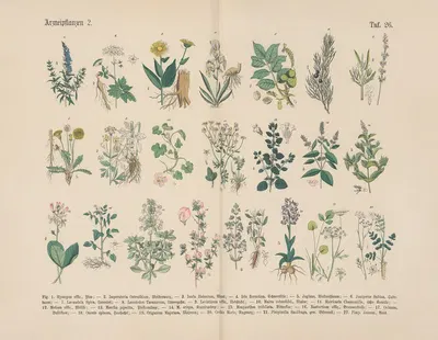 Lehrbuch der praktischen Pflanzenkunde in Wort und Bild Pl.26 by Carl Hoffmann — digital art print download