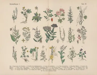 Lehrbuch der praktischen Pflanzenkunde in Wort und Bild Pl.27 by Carl Hoffmann — digital art print download