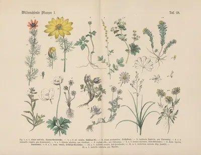 Lehrbuch der praktischen Pflanzenkunde in Wort und Bild Pl.28 by Carl Hoffmann — digital art print download