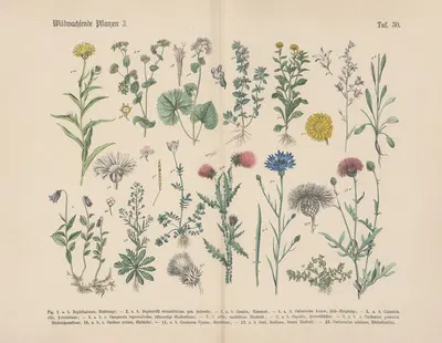 Lehrbuch der praktischen Pflanzenkunde in Wort und Bild Pl.30 by Carl Hoffmann — digital art print download