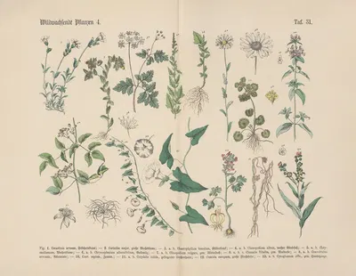 Lehrbuch der praktischen Pflanzenkunde in Wort und Bild Pl.31 by Carl Hoffmann — digital art print download
