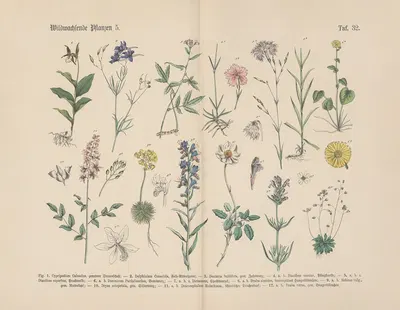 Lehrbuch der praktischen Pflanzenkunde in Wort und Bild Pl.32 by Carl Hoffmann — digital art print download