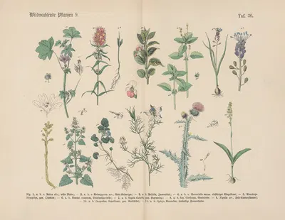 Lehrbuch der praktischen Pflanzenkunde in Wort und Bild Pl.36 by Carl Hoffmann — digital art print download