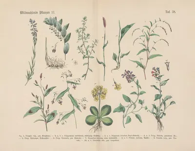 Lehrbuch der praktischen Pflanzenkunde in Wort und Bild Pl.38 by Carl Hoffmann — digital art print download