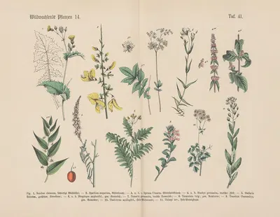 Lehrbuch der praktischen Pflanzenkunde in Wort und Bild Pl.41 by Carl Hoffmann — digital art print download