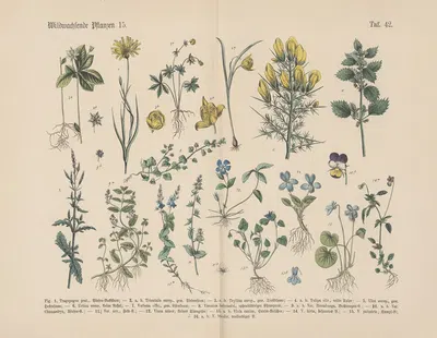 Lehrbuch der praktischen Pflanzenkunde in Wort und Bild Pl.42 by Carl Hoffmann — digital art print download