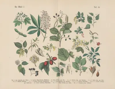Lehrbuch der praktischen Pflanzenkunde in Wort und Bild Pl.44 by Carl Hoffmann — digital art print download