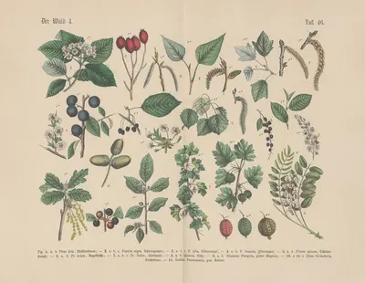 Lehrbuch der praktischen Pflanzenkunde in Wort und Bild Pl.46 by Carl Hoffmann — digital art print download