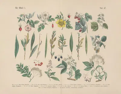 Lehrbuch der praktischen Pflanzenkunde in Wort und Bild Pl.47 by Carl Hoffmann — digital art print download