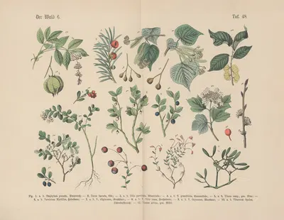 Lehrbuch der praktischen Pflanzenkunde in Wort und Bild Pl.48 by Carl Hoffmann — digital art print download