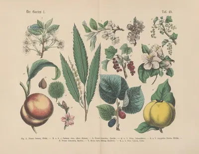 Lehrbuch der praktischen Pflanzenkunde in Wort und Bild Pl.49 by Carl Hoffmann — digital art print download