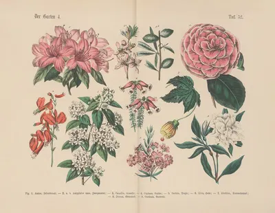 Lehrbuch der praktischen Pflanzenkunde in Wort und Bild Pl.52 by Carl Hoffmann — digital art print download