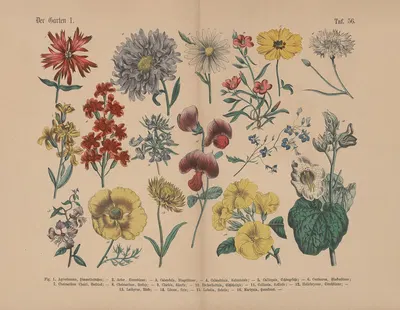 Lehrbuch der praktischen Pflanzenkunde in Wort und Bild Pl.56 by Carl Hoffmann — digital art print download