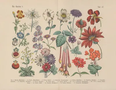 Lehrbuch der praktischen Pflanzenkunde in Wort und Bild Pl.57 by Carl Hoffmann — digital art print download