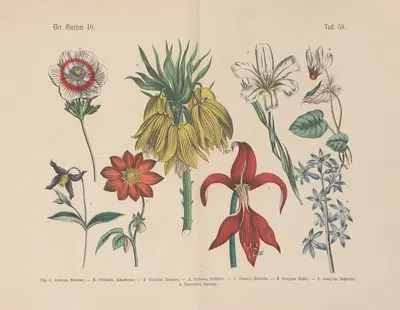 Lehrbuch der praktischen Pflanzenkunde in Wort und Bild Pl.58 by Carl Hoffmann — digital art print download