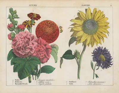 Autumn Flowers by Charlotte Mary Yonge, 1858 — digital art print download