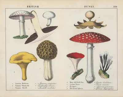 British Fungi by Charlotte Mary Yonge, 1858 — digital art print download