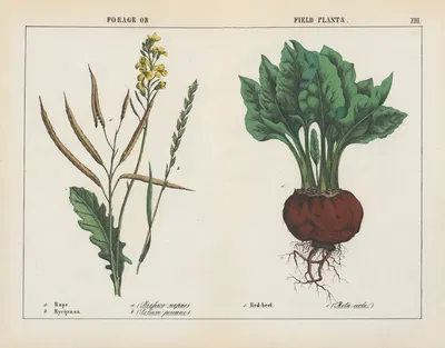 Forage or Field Plants (Rape, Ryegrass, Red-beet) by Charlotte Mary Yonge, 1858 — digital art print download