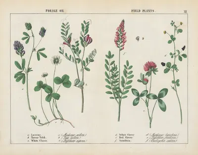 Forage or Field Plants by Charlotte Mary Yonge, 1858 — digital art print download