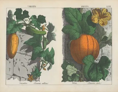 Fruits (Cucumber, Melon) by Charlotte Mary Yonge, 1858 — digital art print download