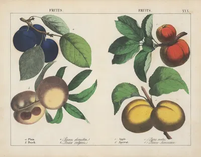 Fruits (Plum, Peach, Apple, Apricot) by Charlotte Mary Yonge, 1858 — digital art print download