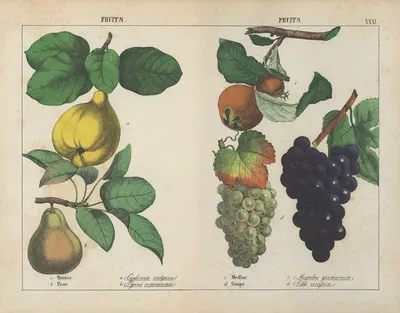 Fruits (Quince, Pear, Medlar, Grape) by Charlotte Mary Yonge, 1858 — digital art print download