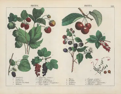 Fruits by Charlotte Mary Yonge, 1858 — digital art print download