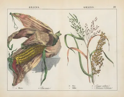 Grains (Maize, Rice, Millet) by Charlotte Mary Yonge, 1858 — digital art print download